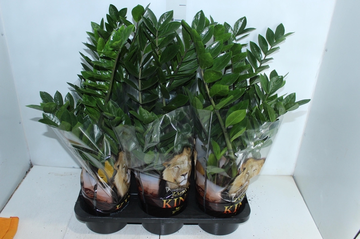 <h4>ZAMIOCULCAS P17</h4>
