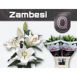 Li Ot Zambesi