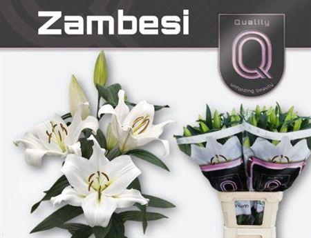 <h4>Li Ot Zambesi</h4>