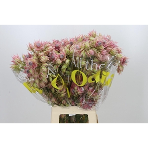 Blushing Bride Pink 10+ Flowers