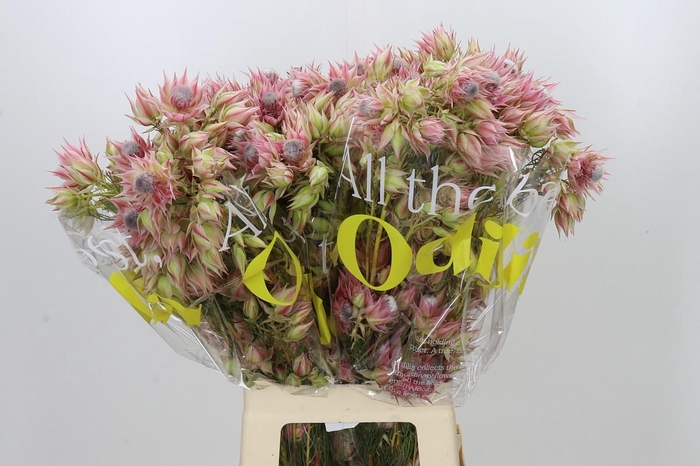 <h4>Blushing Bride Pink 10+ Flowers</h4>