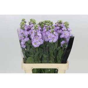 Matthiola Iron Marine