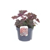 Heuchera micrantha Palace Purple