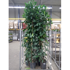 Ficus cyathistipula