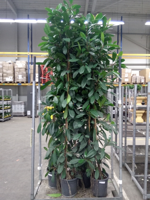 <h4>Ficus cyathistipula</h4>