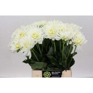 Dahlia Karma M. Zwaan