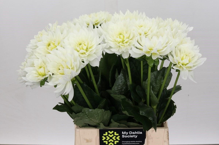 <h4>Dahlia Karma M. Zwaan</h4>