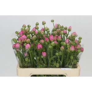 Ranunculus Moderna Dolce