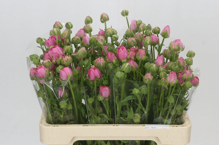 Ranunculus Moderna Dolce