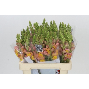 Antirrhinum Potomac Light Orange