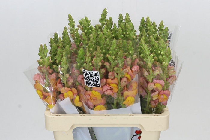 <h4>Antirrhinum Potomac Light Orange</h4>