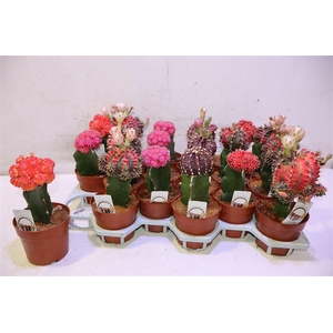 Cactus Gem