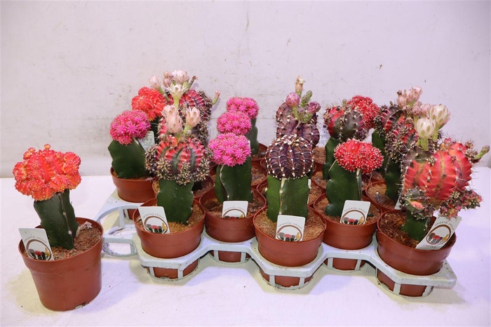 <h4>Cactus Gem</h4>