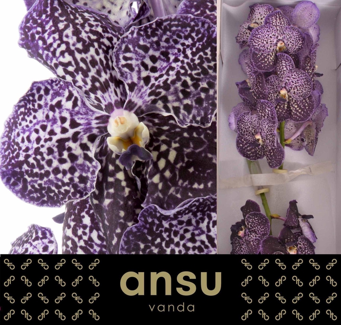 <h4>Vanda 'Sunanda Jeff Leatham' x16</h4>