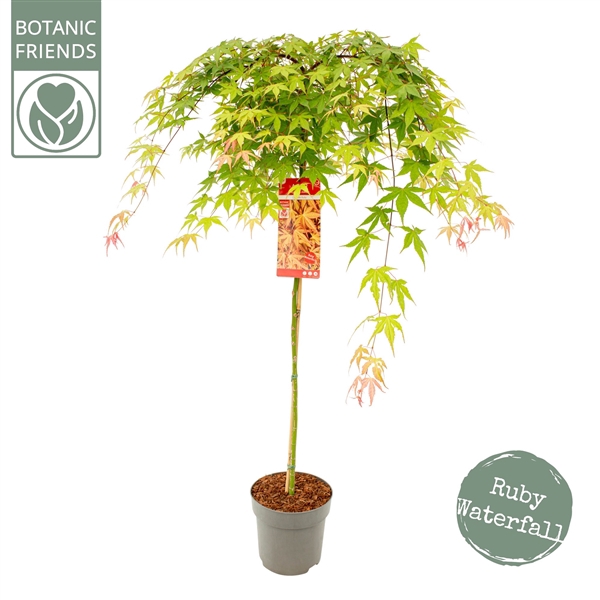 <h4>Acer palm. 'Cascade Ruby' ®</h4>