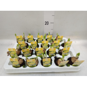 Narcissus  'Tete a tete'