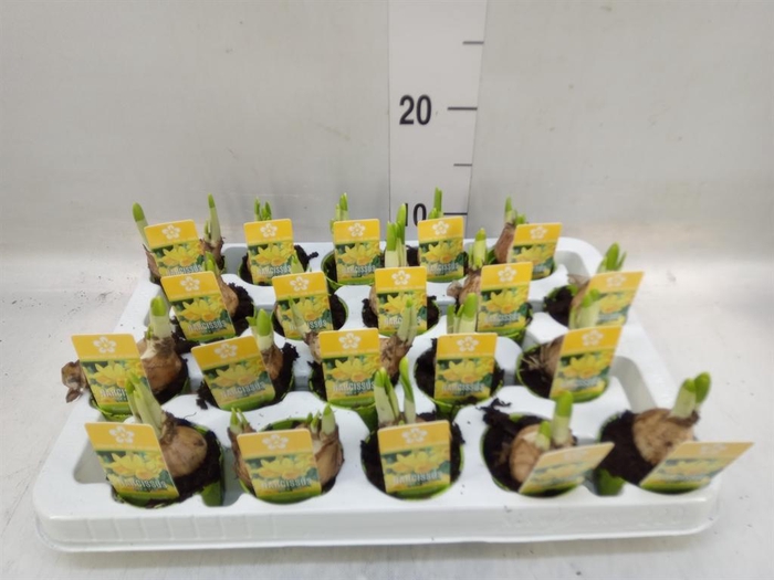 <h4>Narcissus  'Tete a tete'</h4>