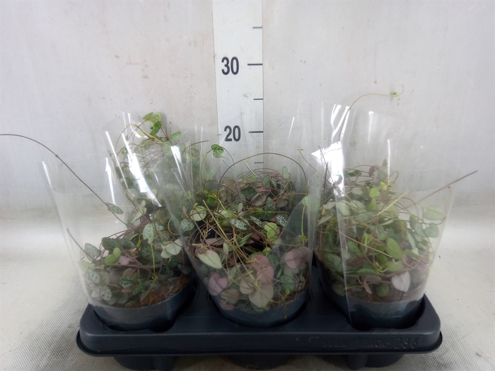 <h4>Ceropegia woodii ssp. woodii</h4>