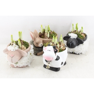 arr4 Narcis RN - Farmyard Frolics x5