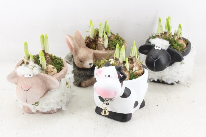 <h4>arr4 Narcis RN - Farmyard Frolics x5</h4>