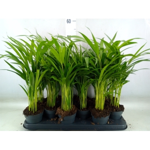 Dypsis lutescens   ...Chrysalidoca