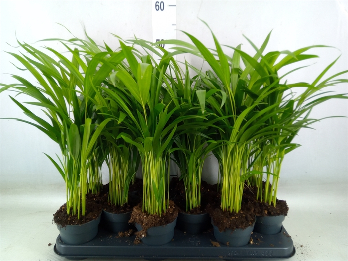 <h4>Dypsis lutescens   ...Chrysalidoca</h4>