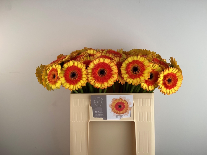 <h4>GE MI DECORA</h4>