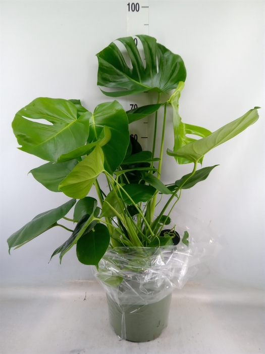 <h4>Monstera delic.</h4>