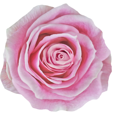 <h4>R Gr Rosita Vendela Pink 50cm EC</h4>