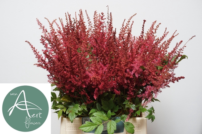 <h4>ASTIL AR ELSE SCHLUC</h4>