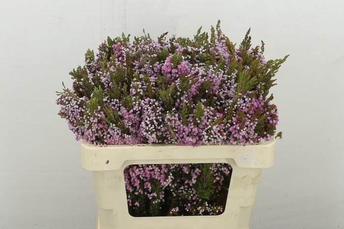 <h4>Kaaps Groen Erica Pink</h4>
