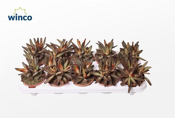 <h4>Kalanchoe Chocolate Soldier</h4>