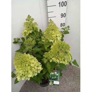 Hydrangea pan. Polar Bear struik 70 cm P26