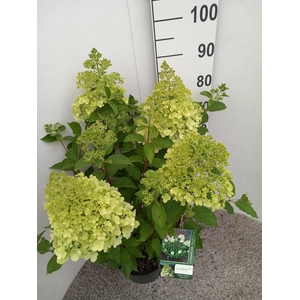 Hydrangea pan. Polar Bear struik 70 cm P26