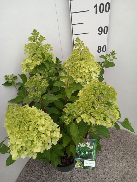 <h4>Hydrangea pan. Polar Bear struik 70 cm P26</h4>