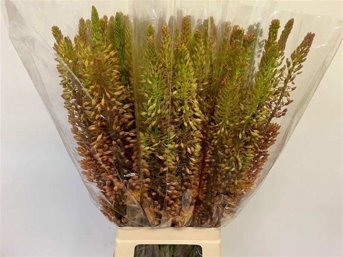 <h4>EREMURUS RUITER</h4>