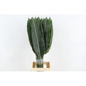 STRELITZIA LEAF