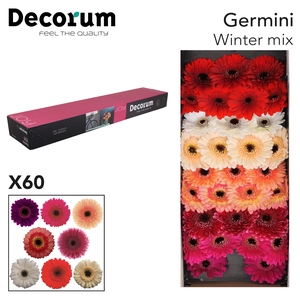 Germini Mix Winter Doos