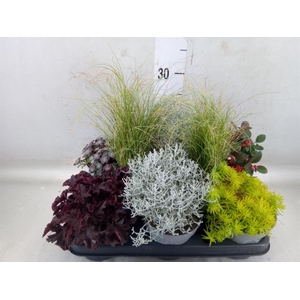 Vaste pltn   ...mix 6  [Perennials]