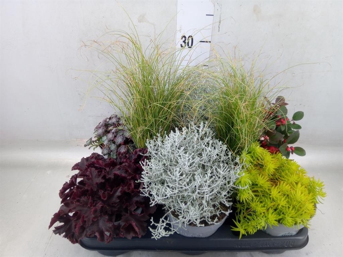 <h4>Vaste pltn   ...mix 6  [Perennials]</h4>