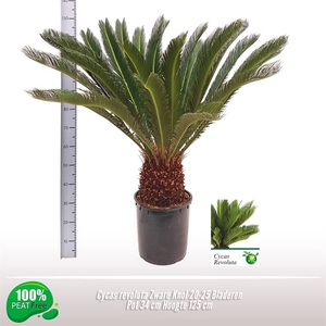 Cycas revoluta