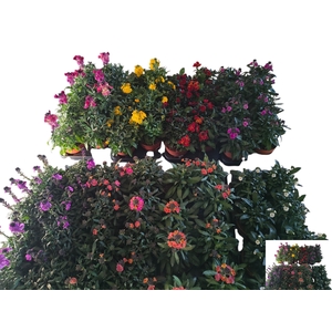 Erys Mixk 1 Kleur Per Tray