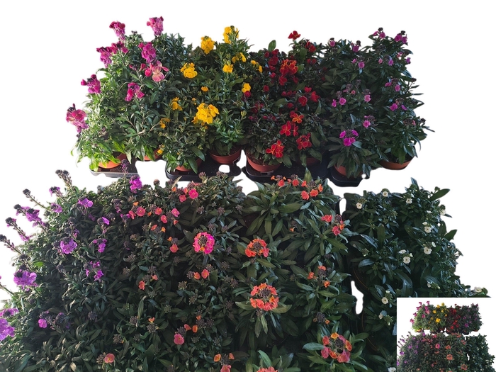 <h4>Erys Mixk 1 Kleur Per Tray</h4>