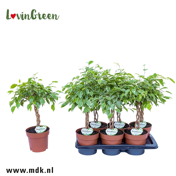<h4>Ficus Safrana</h4>