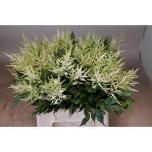 Astilbe Washington