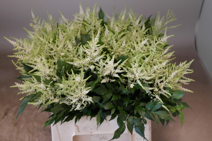 <h4>Astilbe Washington</h4>