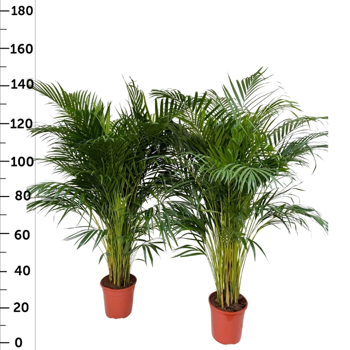 DYPSIS LUTESCENS