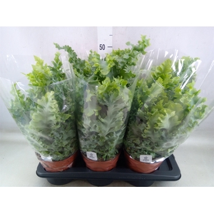 Phlebodium aureum 'Davana'
