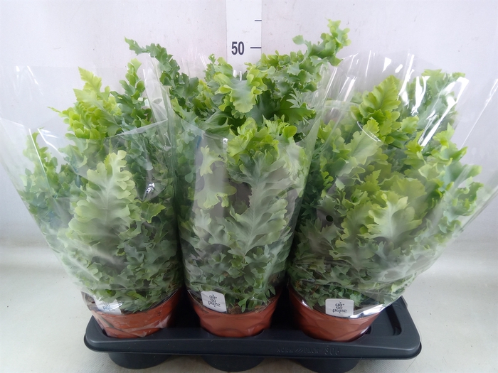 <h4>Phlebodium aureum 'Davana'</h4>