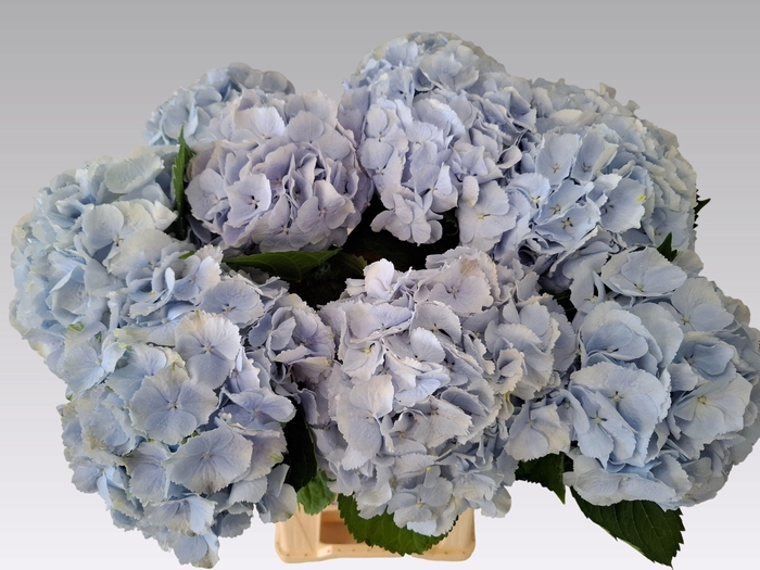 <h4>Hydr M Verena Blue 65cm</h4>